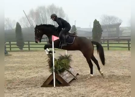 Irish Sport Horse, Wallach, 4 Jahre, 173 cm, Dunkelbrauner