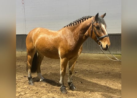 Irish Sport Horse, Wallach, 5 Jahre, 150 cm, Brauner