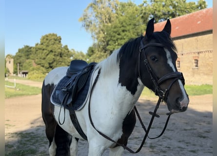 Irish Sport Horse Mix, Wallach, 5 Jahre, 150 cm, Schecke