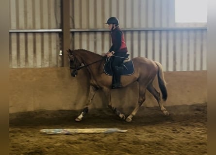 Irish Sport Horse, Wallach, 5 Jahre, 153 cm, Dunkelfuchs