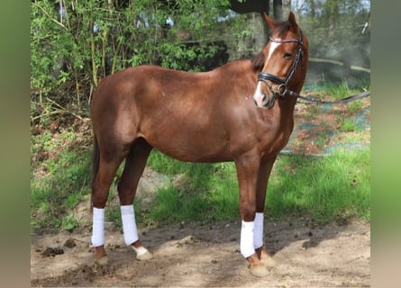 Irish Sport Horse Mix, Wallach, 5 Jahre, 154 cm, Dunkelfuchs