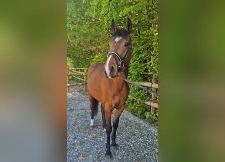 Irish Sport Horse, Wallach, 5 Jahre, 157 cm, Brauner