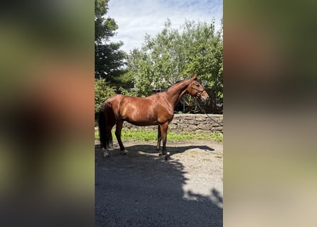 Irish Sport Horse, Wallach, 5 Jahre, 160 cm, Rotbrauner