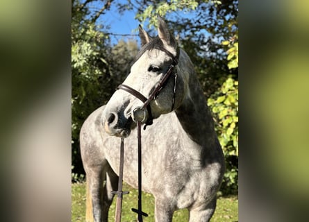 Irish Sport Horse, Wallach, 5 Jahre, 160 cm, Schimmel