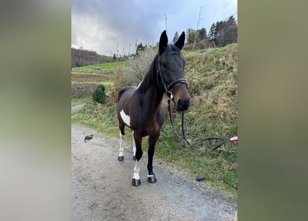 Irish Sport Horse Mix, Wallach, 5 Jahre, 161 cm, Schecke