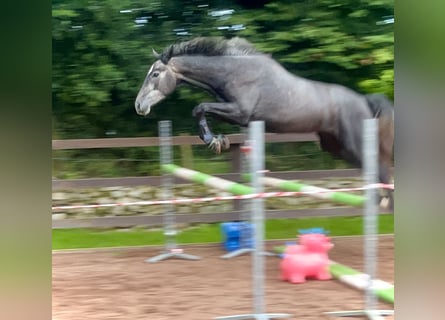 Irish Sport Horse, Wallach, 5 Jahre, 162 cm, Schimmel