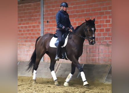 Irish Sport Horse Mix, Wallach, 5 Jahre, 164 cm, Dunkelbrauner