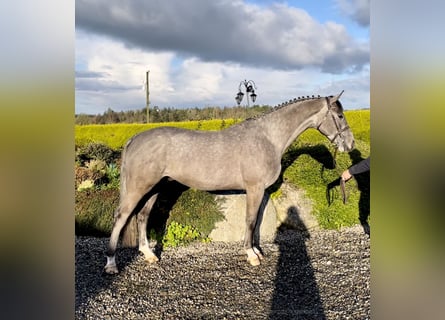 Irish Sport Horse, Wallach, 5 Jahre, 164 cm, Schimmel