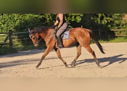 Irish Sport Horse, Wallach, 5 Jahre, 165 cm, Brauner
