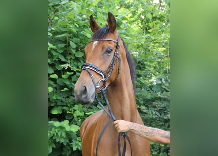 Irish Sport Horse, Wallach, 5 Jahre, 165 cm, Brauner