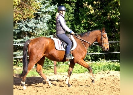 Irish Sport Horse, Wallach, 5 Jahre, 165 cm, Brauner