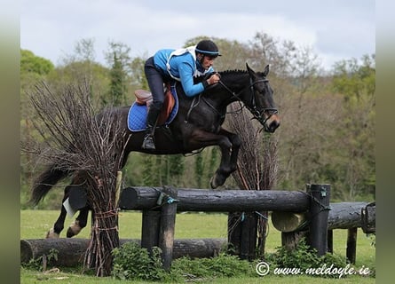 Irish Sport Horse, Wallach, 5 Jahre, 165 cm, Dunkelbrauner
