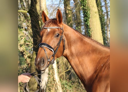 Irish Sport Horse, Wallach, 5 Jahre, 165 cm, Dunkelfuchs