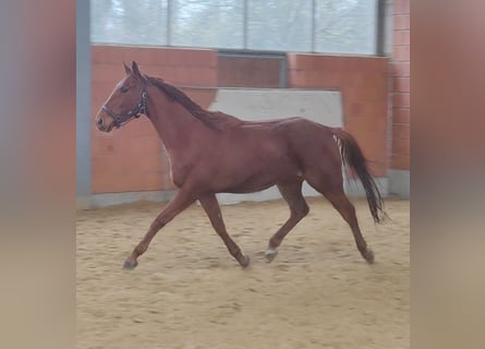Irish Sport Horse, Wallach, 5 Jahre, 165 cm, Fuchs