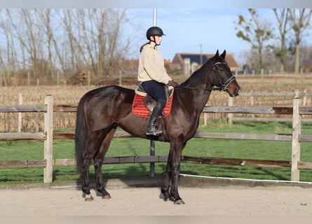 Irish Sport Horse, Wallach, 5 Jahre, 166 cm, Rappe