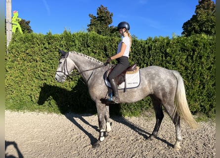 Irish Sport Horse, Wallach, 5 Jahre, 167 cm, Schimmel