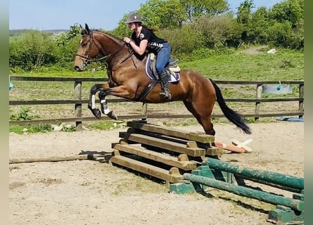 Irish Sport Horse, Wallach, 5 Jahre, 167 cm