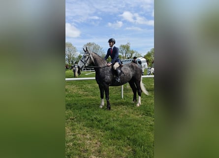 Irish Sport Horse, Wallach, 5 Jahre, 168 cm, Apfelschimmel