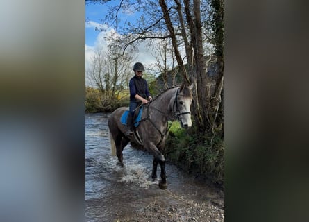 Irish Sport Horse, Wallach, 5 Jahre, 168 cm, Apfelschimmel