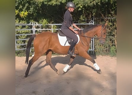 Irish Sport Horse, Wallach, 5 Jahre, 168 cm, Brauner