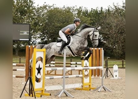 Irish Sport Horse, Wallach, 5 Jahre, 170 cm, Grullo