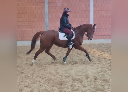 Irish Sport Horse, Wallach, 5 Jahre, 172 cm, Fuchs