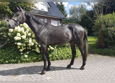 Irish Sport Horse, Wallach, 5 Jahre, 172 cm, Rappschimmel