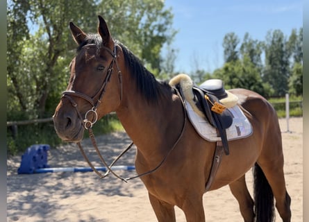 Irish Sport Horse, Wallach, 5 Jahre, 174 cm, Brauner