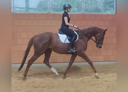 Irish Sport Horse, Wallach, 5 Jahre, 180 cm, Fuchs