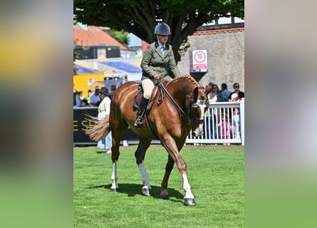 Irish Sport Horse, Wallach, 5 Jahre, 180 cm, Fuchs