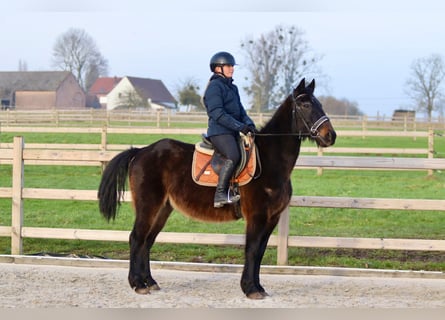 Irish Sport Horse, Wallach, 6 Jahre, 151 cm, Dunkelbrauner