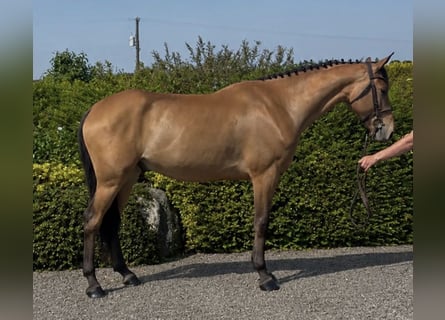 Irish Sport Horse, Wallach, 6 Jahre, 160 cm, Rotbrauner