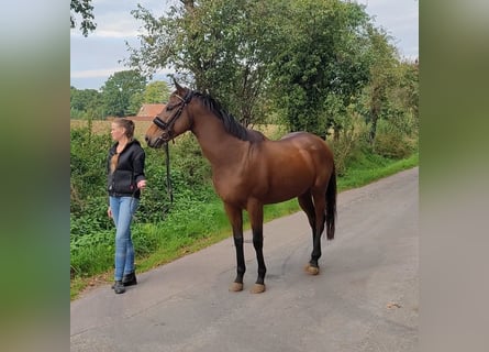 Irish Sport Horse, Wallach, 6 Jahre, 162 cm, Brauner