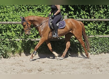 Irish Sport Horse, Wallach, 6 Jahre, 163 cm, Fuchs