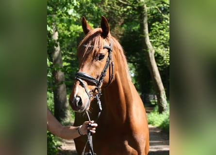 Irish Sport Horse, Wallach, 6 Jahre, 163 cm, Fuchs