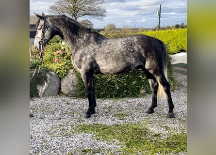 Irish Sport Horse, Wallach, 6 Jahre, 163 cm, Schimmel