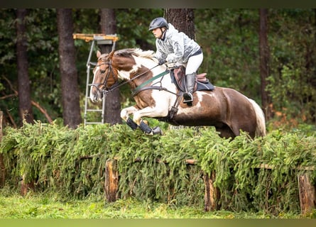 Irish Sport Horse, Wallach, 6 Jahre, 164 cm, Schecke