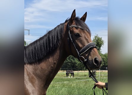 Irish Sport Horse Mix, Wallach, 6 Jahre, 165 cm, Brauner