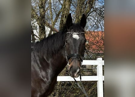 Irish Sport Horse, Wallach, 6 Jahre, 165 cm, Dunkelbrauner