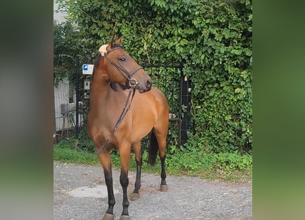 Irish Sport Horse, Wallach, 6 Jahre, 167 cm, Brauner