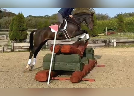 Irish Sport Horse, Wallach, 6 Jahre, 167 cm, Dunkelbrauner