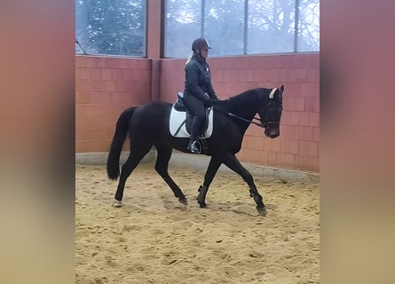 Irish Sport Horse, Wallach, 6 Jahre, 167 cm, Rappe