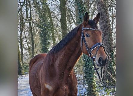 Irish Sport Horse, Wallach, 6 Jahre, 168 cm, Brauner