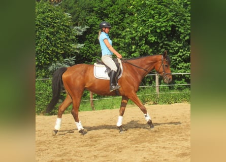 Irish Sport Horse, Wallach, 6 Jahre, 168 cm, Brauner