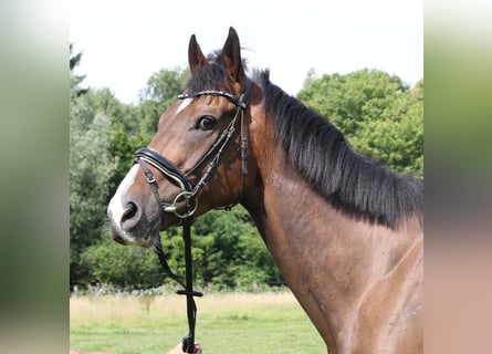 Irish Sport Horse, Wallach, 6 Jahre, 168 cm, Dunkelbrauner