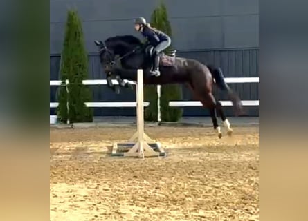 Irish Sport Horse, Wallach, 6 Jahre, 169 cm, Dunkelbrauner