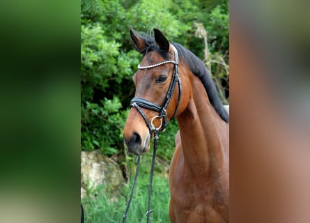 Irish Sport Horse, Wallach, 6 Jahre, 170 cm, Brauner