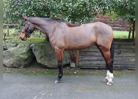 Irish Sport Horse, Wallach, 6 Jahre, 173 cm, Rotbrauner