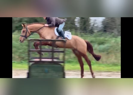 Irish Sport Horse, Wallach, 6 Jahre, 174 cm, Fuchs