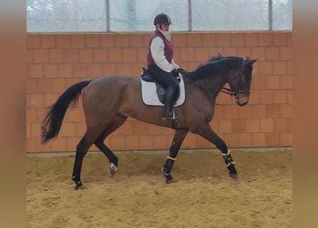 Irish Sport Horse, Wallach, 6 Jahre, 185 cm, Brauner